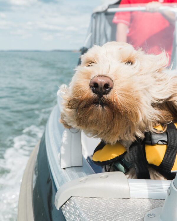 Dogs Love to Go Boating
