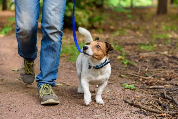 Keep Your Dog Safe When Hiking