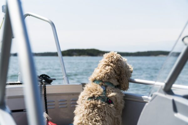Safe Boating with Your Dog