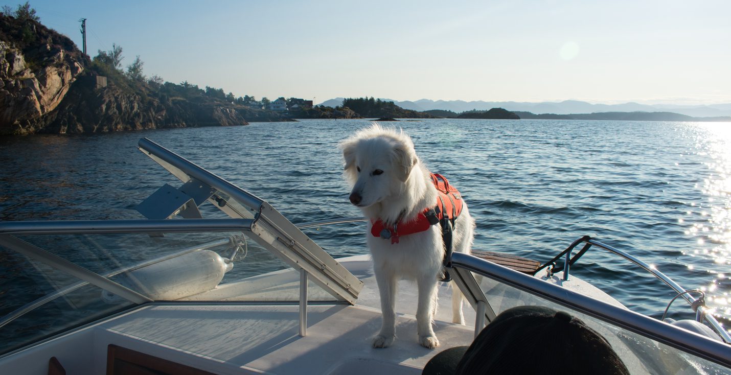 Safe Boating With Your Dog