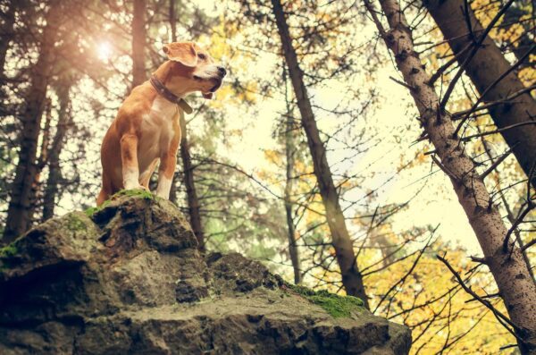 Is it Safe to Take My Dog Hiking?