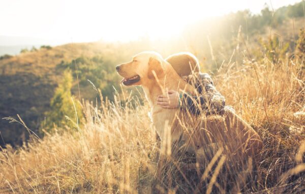 Pack the Right Gear When Hiking With Your Dog