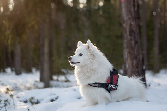 A fluffy white dog wearing a red harness sits on snow in a sunlit forest, looking alert and attentive. Perfect for those who love hiking with your dog, trees and patches of snow create a scenic background.