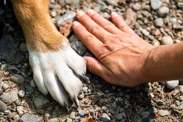 A close-up of a dogs paw and a persons hand resting side by side on a gravel surface, highlighting their size difference and companionship while hiking with your dog.
