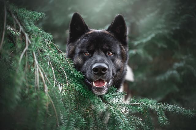 A black and brown dog with pointed ears looks through green pine branches, mouth slightly open as if smiling, ready for adventure—don’t forget a dog first aid kit for hiking amid the soft-focus greenery.