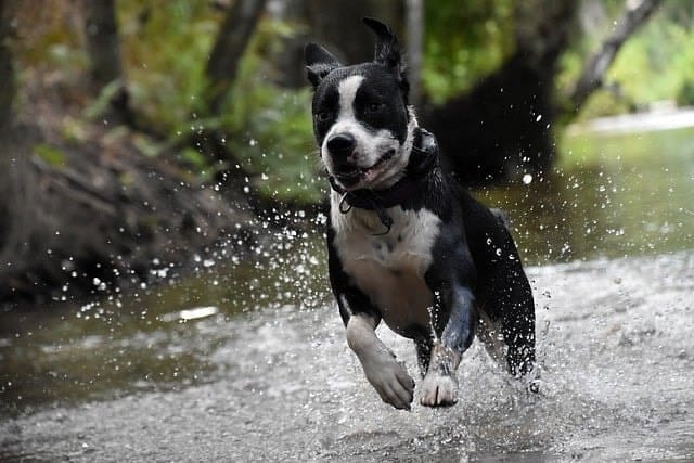 A black and white dog runs energetically through shallow water, splashing droplets around, with a background of trees and greenery—an ideal scene for adventures with your pup and a reminder to bring a dog first aid kit for hiking trips.