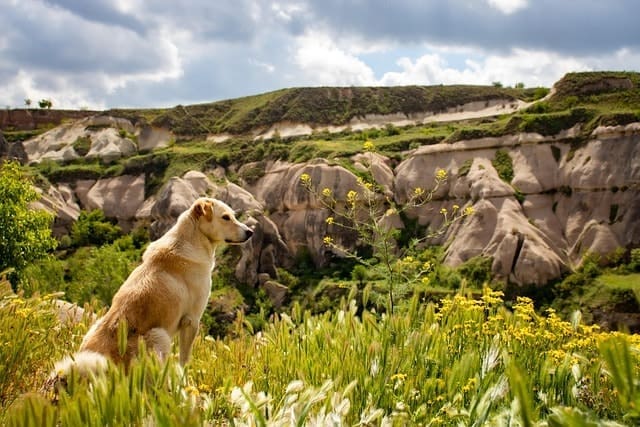 A light brown dog sits in tall grass and wildflowers, looking into the distance with rocky hills and greenery behind—perfect scenery for hiking with your pup and keeping a dog first aid kit for hiking close by under the partly cloudy sky.