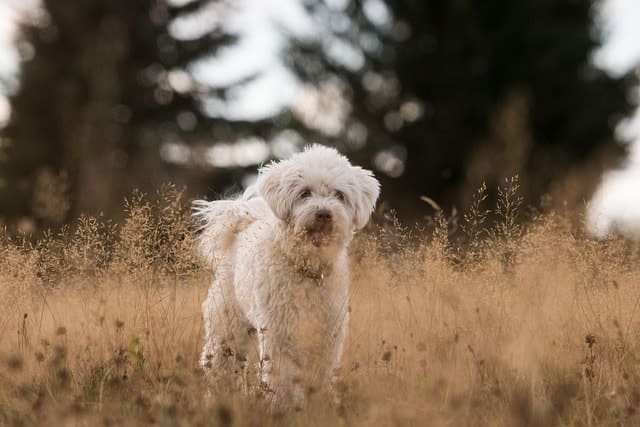 A fluffy white dog stands in a field of tall dry grass, evergreen trees blurred behind. The dog looks alert and content—perfect company for hiking with your dog and enjoying the peaceful natural scenery.