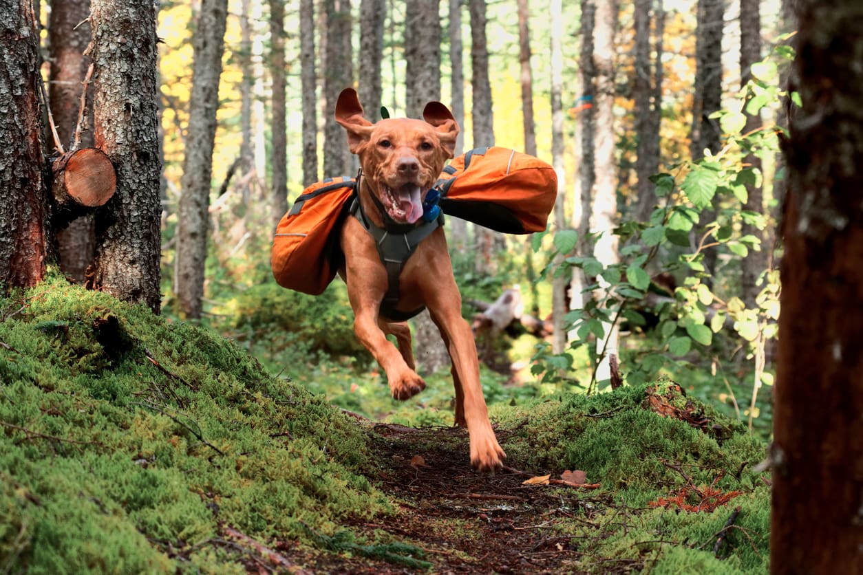 A happy brown dog with orange saddlebags runs energetically through a mossy forest trail, surrounded by trees and greenery—the perfect scene for hiking with your dog.