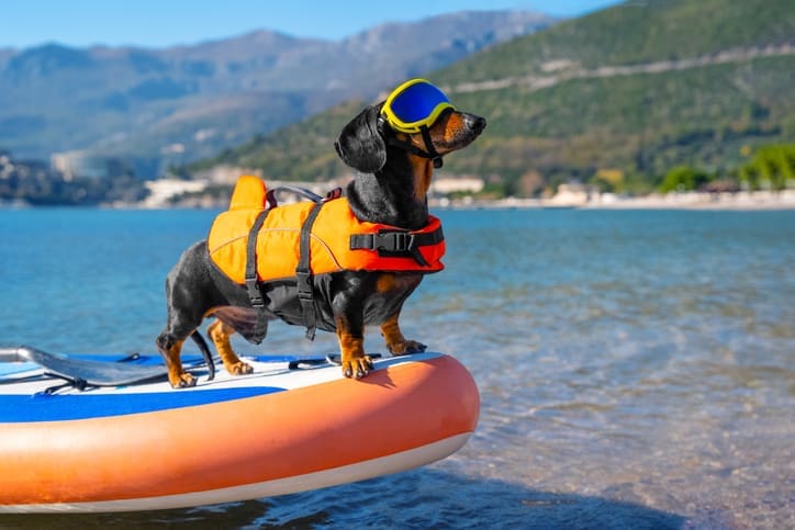 A dachshund wearing an orange life jacket and yellow goggles stands confidently on the tip of a paddleboard at the edge of a calm lake in one of the stunning dog friendly national parks, with mountains and greenery in the background.
