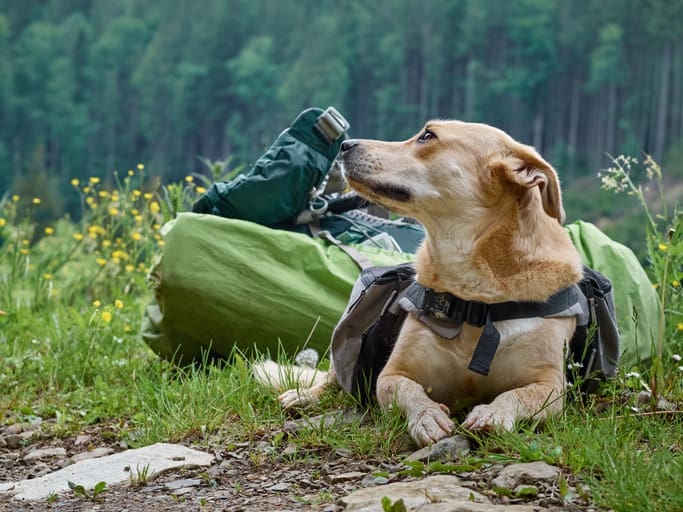 A tan dog wearing a harness rests on grass in front of a green backpack, with wildflowers nearby and a forest of tall trees in the background—perfect for exploring dog friendly national parks.