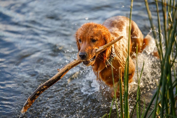 A wet Golden Retriever dog emerges from a lake in one of the dog friendly national parks, carrying a large stick in its mouth, surrounded by water and tall grass.