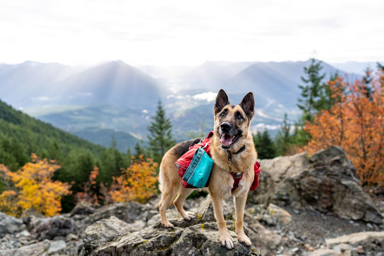 A happy dog wearing a red and teal backpack stands on a rocky, dog friendly national parks trail with trees and autumn foliage. Sun rays break through clouds over distant mountains and a valley.