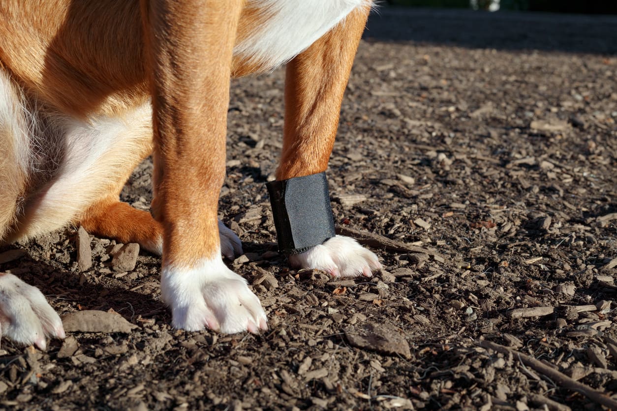 A close-up of a dog’s front legs wearing a black brace, sitting on dirt and bark in sunlight—perfect support for hiking with your dog.