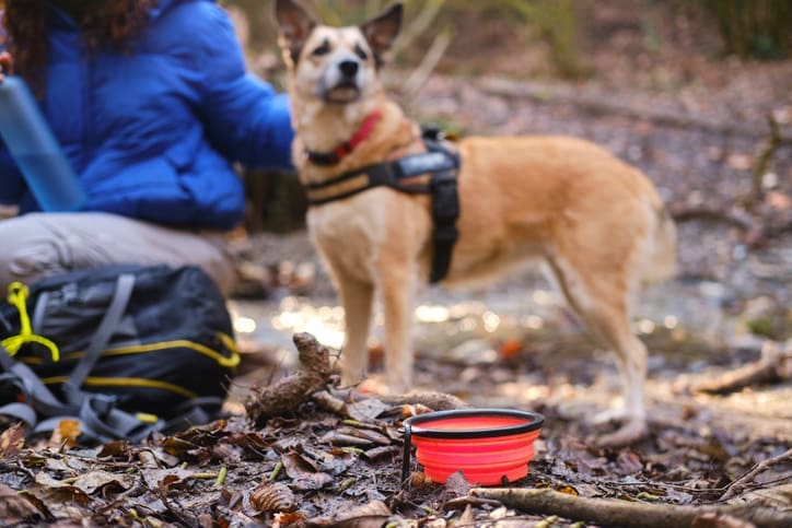 A dog wearing a harness stands in a forest next to a person in a blue jacket. A red collapsible dog bowl and black backpack are on the ground as they explore one of the many dog friendly national parks, with leaves and sticks scattered around.