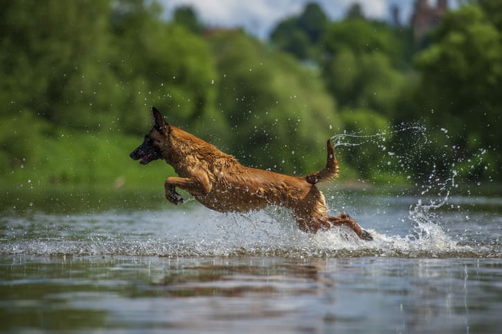 A brown dog runs energetically through shallow water, splashing as it moves, in one of the dog friendly national parks, with a green, tree-filled background under a partly cloudy sky.