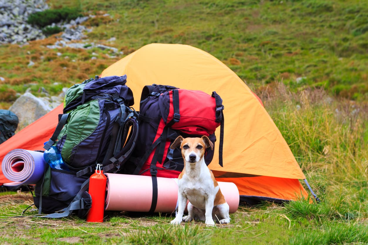 A small brown and white dog sits in front of an orange tent, surrounded by backpacks, a pink sleeping mat, a red water bottle, and a dog first aid kit for hiking on grassy terrain.