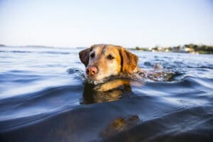 A golden retriever swims in a calm body of water at one of the dog friendly national parks, its head above the surface and a clear sky in the background. Distant shoreline and trees are visible.