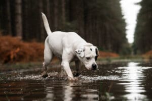 A white dog with a black spot on its ear walks through a shallow puddle in a forest, creating splashes as it explores—perfect inspiration for scenic drives and dog-friendly road trips beneath tall trees and brown forest floor foliage.