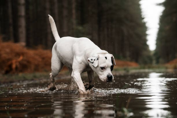 A white dog with a black spot on its ear walks through a shallow puddle in a forest, creating splashes as it explores—perfect inspiration for scenic drives and dog-friendly road trips beneath tall trees and brown forest floor foliage.