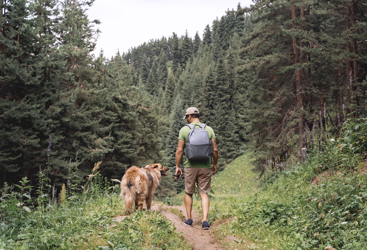 A man wearing a green shirt and backpack walks on a forest trail with his large brown service animal, surrounded by tall pine trees and greenery.