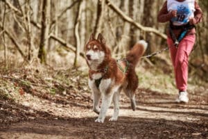A brown and white husky dog on a leash runs on a dirt trail in a forest, pulling a person in pink pants and running shoes behind it—perfect for those who love dog-friendly hiking adventures.