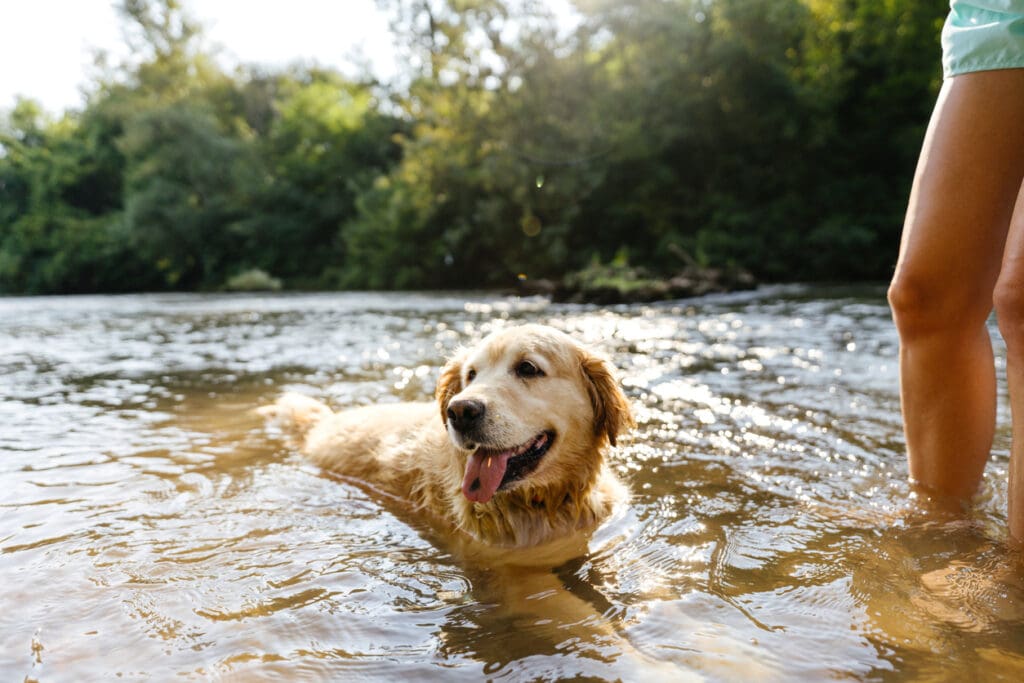 A golden retriever, radiating trust and companionship, swims in a shallow river near a person’s legs, surrounded by sunlight and green trees in the background.