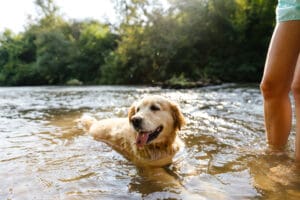 A golden retriever, radiating trust and companionship, swims in a shallow river near a person’s legs, surrounded by sunlight and green trees in the background.