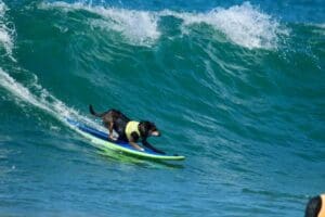 A black dog wearing a yellow vest rides a blue and green surfboard on a wave in the ocean, balancing as the water curls behind it—proof that can dogs learn to surf is answered with a resounding yes.