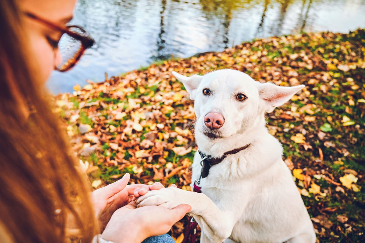 A white dog sits on autumn leaves near water, looking up with trust and companionship as it places its front paw in a persons hands. The person, seen from behind, wears glasses and has long brown hair.