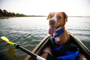 A happy dog wearing a blue canicross harness sits in the front of a kayak on a calm lake, with a paddle and someones legs in the foreground and trees along the shoreline in the background.