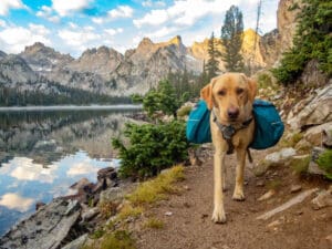 A yellow labrador wearing blue saddlebags walks along a lakeside trail in a mountain landscape—an unforgettable moment for any hiking bucket list, with pine trees, rocky peaks, and a calm lake reflecting the sky in the background.