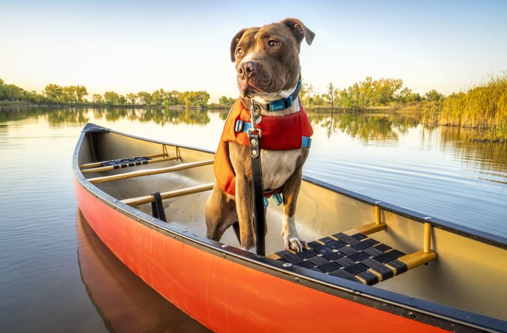 A brown and white dog wearing a red life jacket and canicross harness sits in a red canoe on a calm lake, surrounded by trees under a clear blue sky.