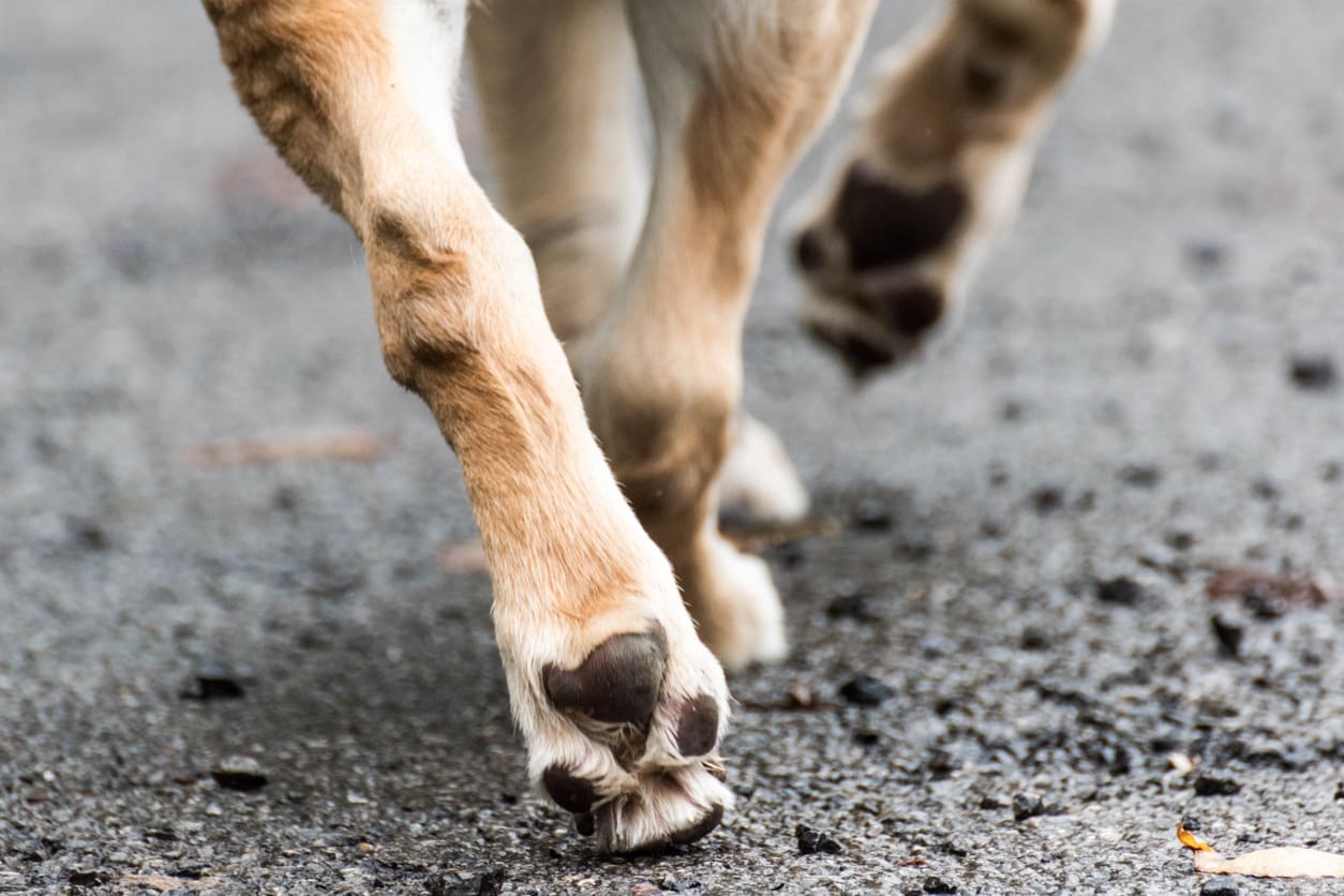 Close-up of a dog’s legs and paws walking on rough, gray pavement. The light brown and white fur hints at trust and companionship found in every adventure time spent together. Only the lower part of the legs and paws are visible.