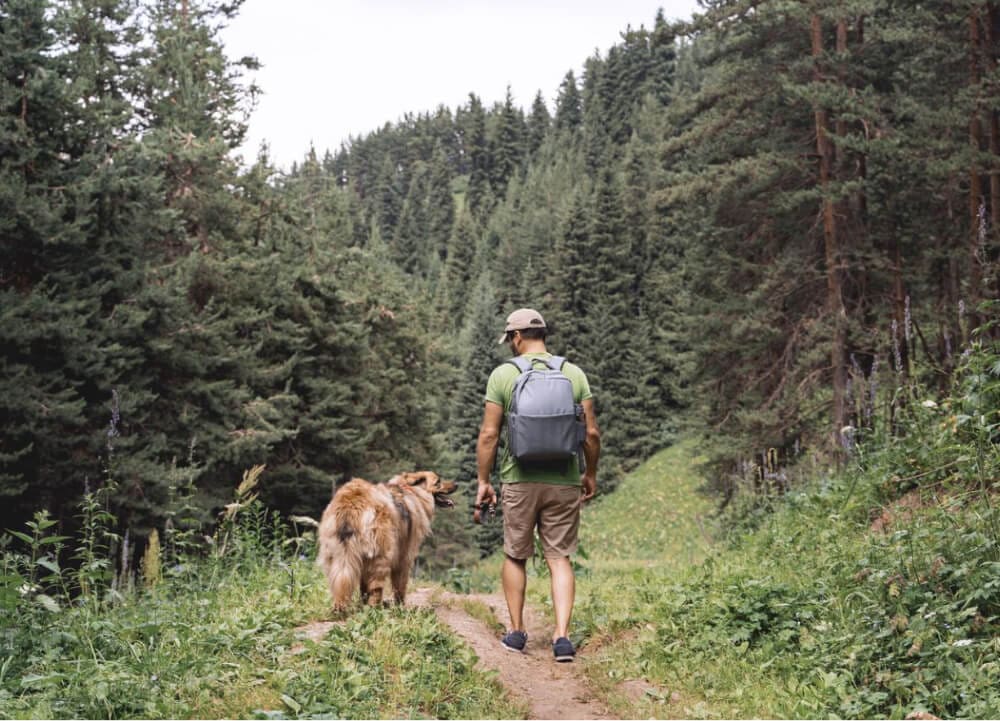 A man wearing a backpack walks along a forest trail with a large, fluffy dog. Tall pine trees surround them, and the sky is slightly overcast—ideal for hiking with dogs, since it keeps safe hiking temperatures for dogs in mind.