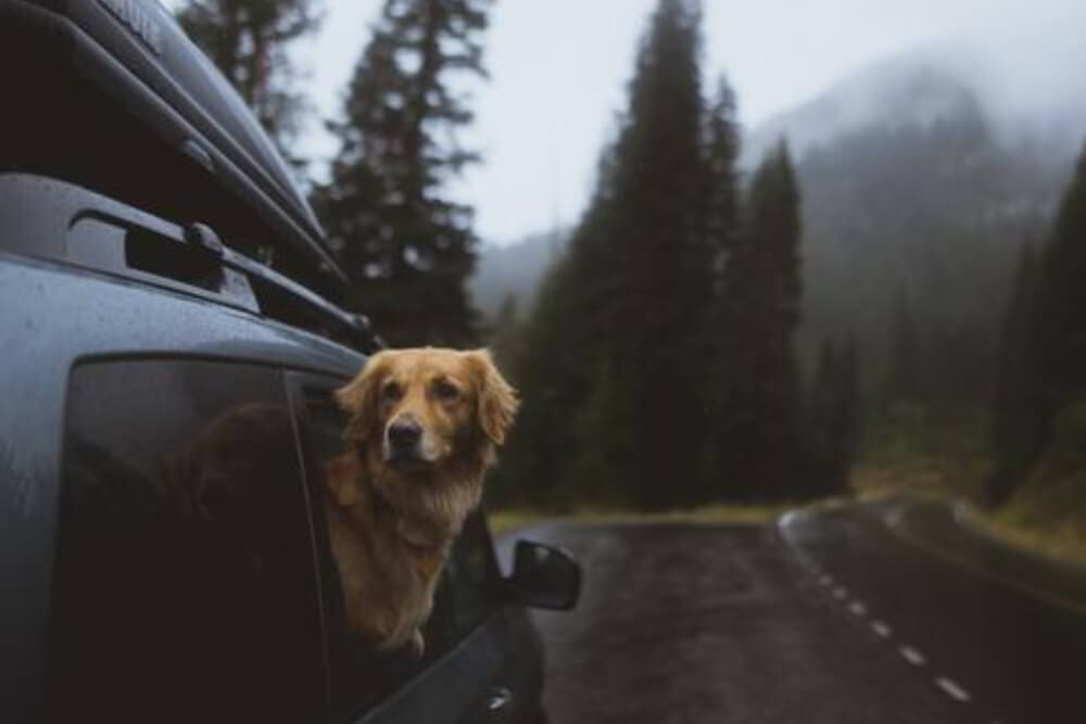 A golden retriever, one of the ultimate adventure dogs, looks out of a car window as the vehicle drives along a winding road surrounded by tall pine trees and misty mountains, perfect for exploring dog-friendly national parks.