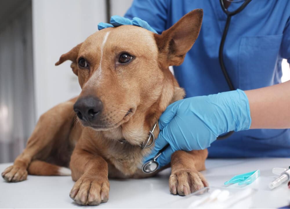 A veterinarian wearing blue gloves examines a brown dog with a stethoscope on a table in a clinic, ensuring the pet is healthy and ready for hiking with dogs and aware of safe hiking temperatures for dogs.