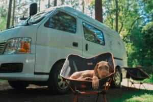 A brown dog relaxes on an outdoor chair in front of a white camper van parked in a forested area on a sunny day, enjoying some post-lake care to support his dog health and soothe any paw irritation.
