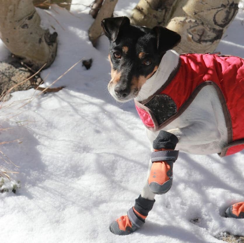 A small dog wearing a red jacket and orange booties stands on snowy ground, looking up at the camera—ready for adventure time. Trees are visible in the background.