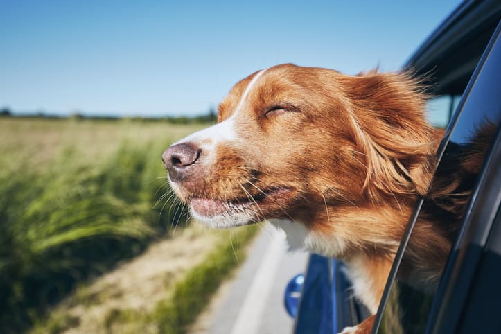 A brown and white dog enjoys the breeze with its head out of a car window, eyes closed and ears back, as the vehicle drives along a rural road on a sunny day—perfect for post-lake care or a soothing DIY paw soak later.