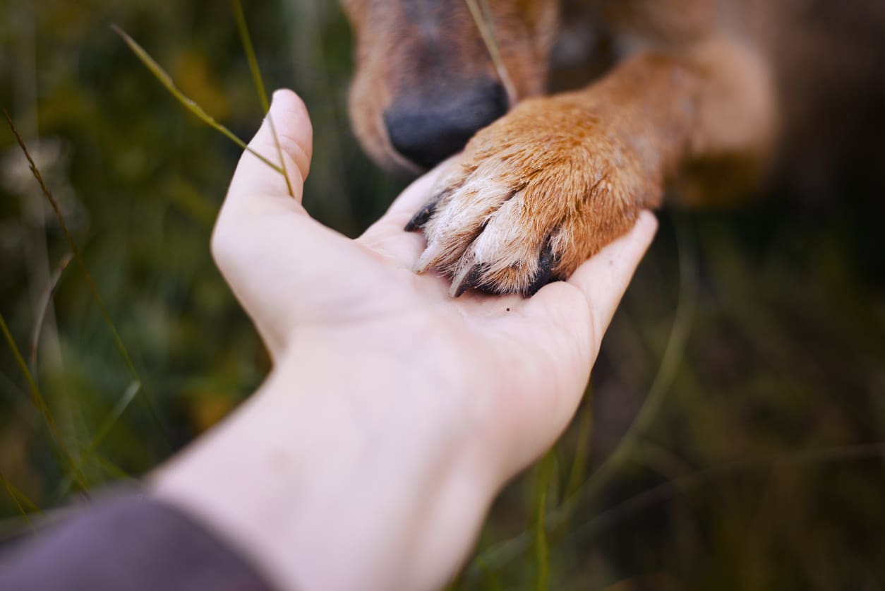 A person gently holds a dogs paw in their hand outdoors, symbolizing trust and companionship built through shared experiences. The background is blurred with green grass.