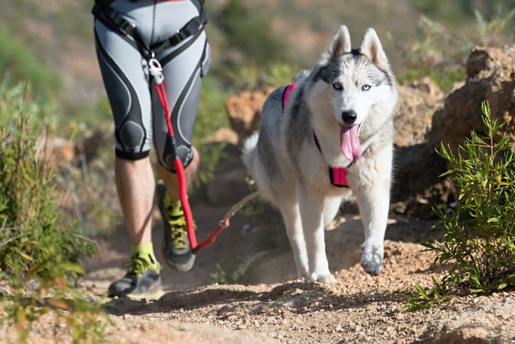 A person in athletic gear runs on a rocky, dog-friendly trail, attached by a leash to a happy Siberian Husky in a pink harness. The energetic dog pants with its tongue out as they enjoy outdoor dog-friendly hiking together.