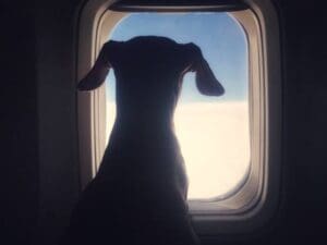 A dog wearing a dog life jacket sits on an airplane, looking out of the window at the sky and clouds. The dog’s silhouette is framed by daylight, ready for adventure—whether it’s flying or dog paddling in sit-on-top kayaks.