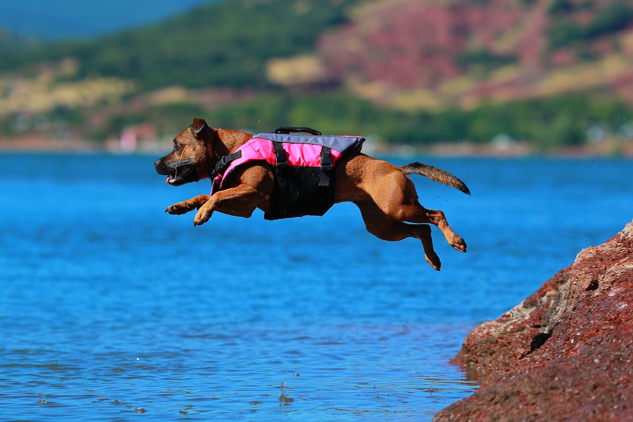 A brown dog wearing a pink life jacket leaps energetically off a rocky shore into a bright blue lake, enjoying some beach activities for dogs, with blurred trees and hills in the background.