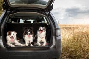 Three happy dogs sit in the open trunk of a car near a field, tongues out after plenty of dog exercise. The scene captures an active dog lifestyle outdoors on a cloudy day, with tall grass and open landscape stretching behind them.