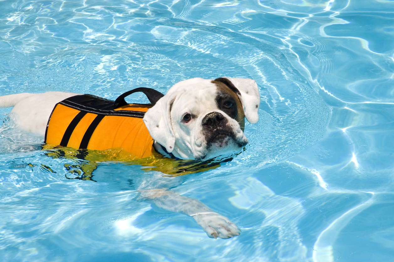 A white dog wearing a yellow and black life jacket swims in a clear blue pool, looking up toward the camera—perfect practice for dog beach safety and fun beach activities for dogs.