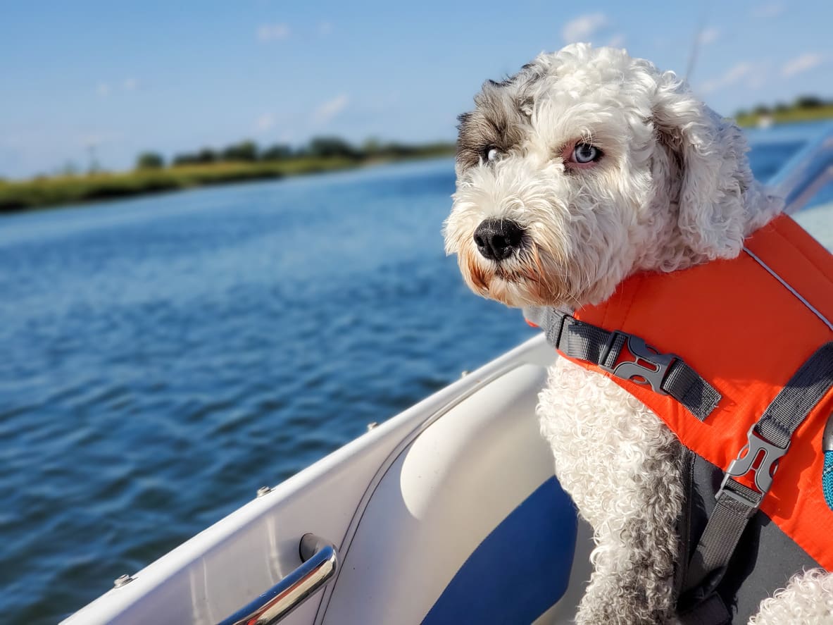 A curly-haired dog wearing an orange life jacket sits on a boat, looking back at the camera, with blue water and a green shoreline in the background—a perfect moment highlighting dog beach safety on a sunny day.