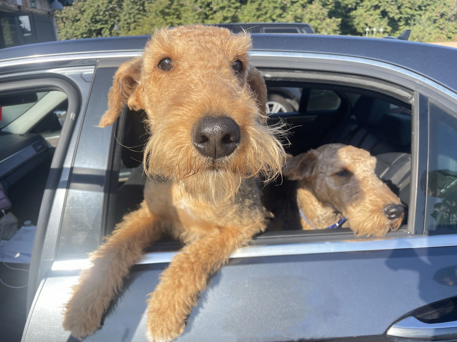 Two brown, wiry-haired dogs with floppy ears stick their heads out of a car window. One leans out further, looking at the camera, while the other gazes to the side—ready for adventure and embracing the benefits of exercise for dogs.