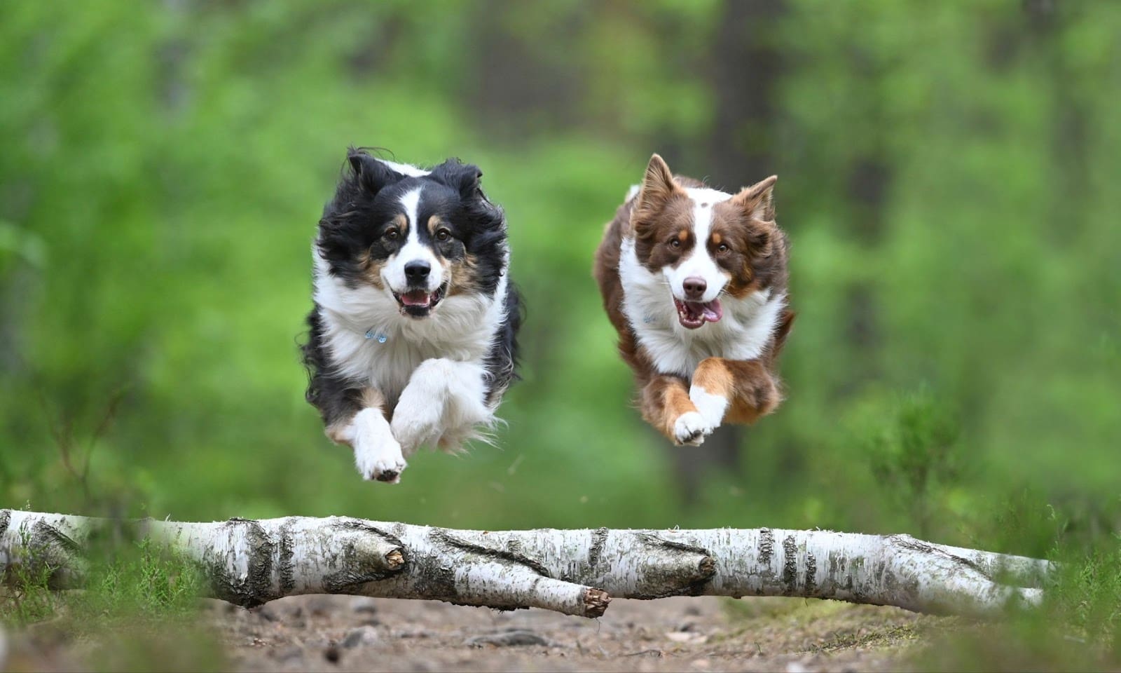 Two dogs, one black and white and one brown and white, are running and leaping over a fallen tree branch in a lush green forest—showcasing the joy of traveling with multiple dogs in nature’s pet friendly accommodations.