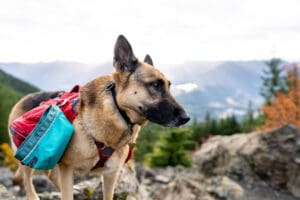 A German Shepherd wearing the best dog gear—a red and blue backpack—stands on a rocky mountain trail with trees and mountains in the background under a bright sky.